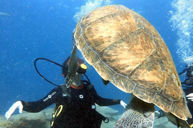 Discover Scuba Diving Experience in Turtle Habitat - Language, meeting point, and the easy check-in plan
