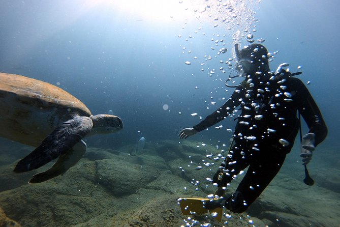 Discover Scuba Diving Experience in Turtle Habitat - Online certification included, not just a one-day memory