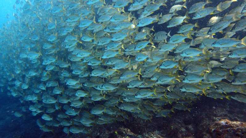 Discover Scuba Diving Experience - The Atlantic underwater session near Costa Adeje