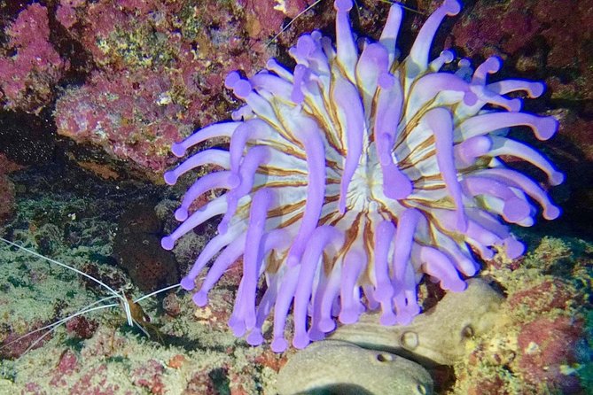 DISCOVER SCUBA DIVING - First step to your certification - Underwater encounters you can actually enjoy as a beginner