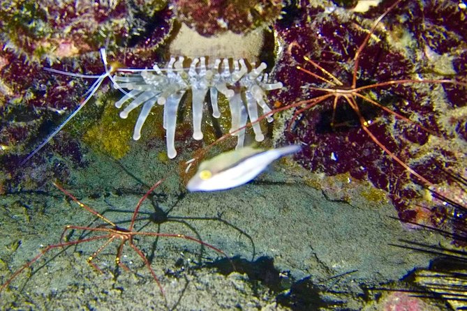 DISCOVER SCUBA DIVING - First step to your certification - Showers, hot drinks, and the photos you can keep