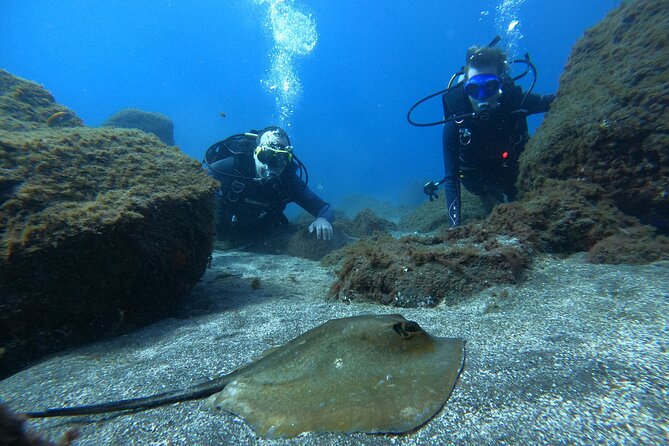 Discover Scuba Diving in Tenerife - Who this is perfect for, and who should think twice