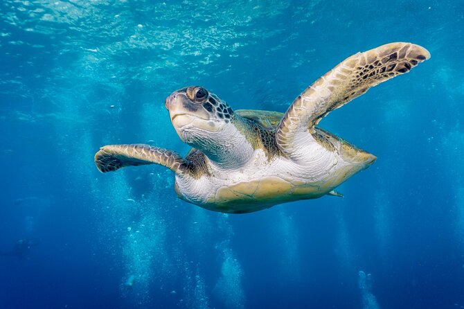 Discover Scuba Diving, Playa de las Americas - Key highlights at a glance