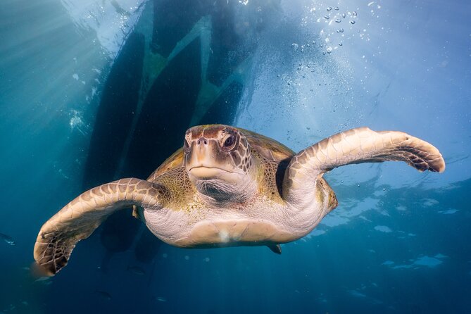 Discover Scuba Diving program: shore + boat dives - Who should book this scuba program, and who might want a different plan