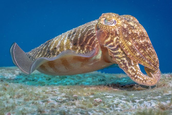 Discover Scuba Diving program: shore + boat dives - Should you book Aqua-Marina for a shore plus boat scuba experience?