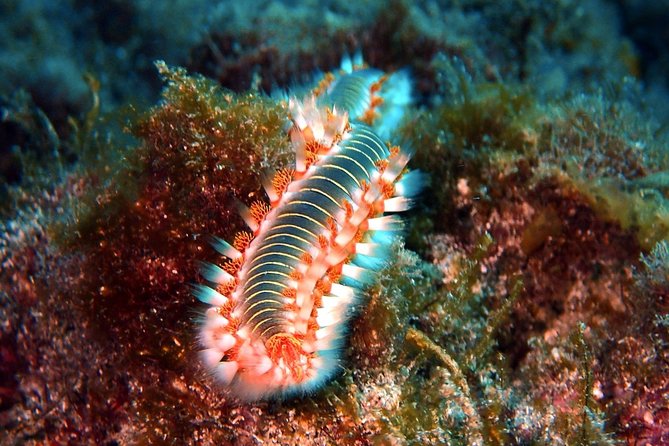 Discover Scuba Diving - Try it for the first time! - Entering the day at Paradise Divers, Callao Salvaje (8:30 am)