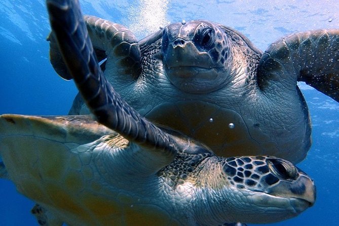 Discover Scuba Diving - Try it for the first time! - Going out along Tenerife’s coast: your first underwater experience