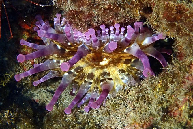Discover Scuba Diving - Try it for the first time! - Price and value: what $114.14 really buys you
