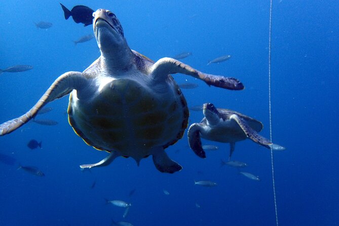 Discover Scuba Diving - Try it for the first time! - Best fit: who should book this and who might pass