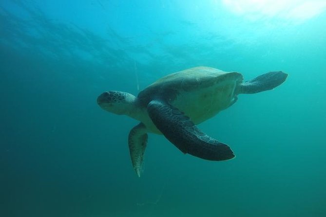 Discover Scuba Diving with two dives in the Ocean in Tenerife with Transfers - Two ocean sessions with a PADI pro: what changes from pool to sea