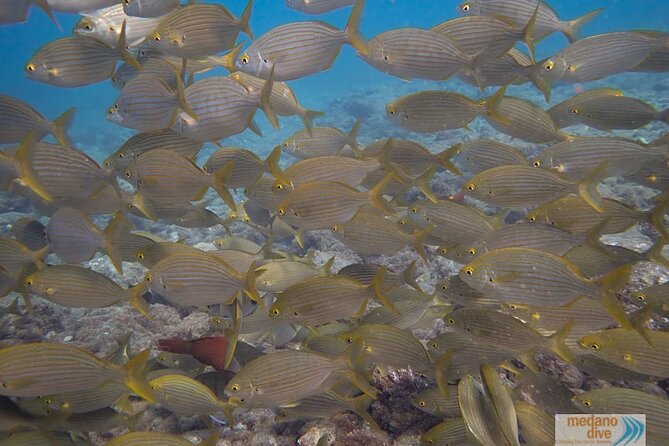 Dive Baptism 1 Dive In Tenerife 3,5h - Price and what $114.28 buys you in real life
