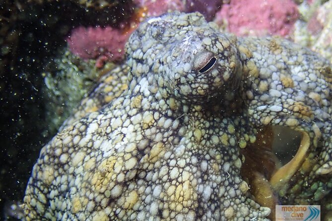 Dive Baptism 1 Dive In Tenerife 3,5h - Getting there: the Plaza Galicia meeting point at 8:30
