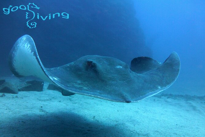 Dives Packages with Transfers in Tenerife - Key highlights I think matter