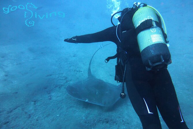 Dives Packages with Transfers in Tenerife - The 9:00 am flow, from Sand Club to the first underwater stop