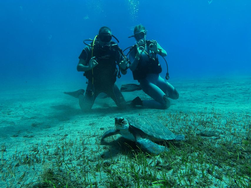 Diving course for beginners in turtle area Tenerife - Key highlights you should care about