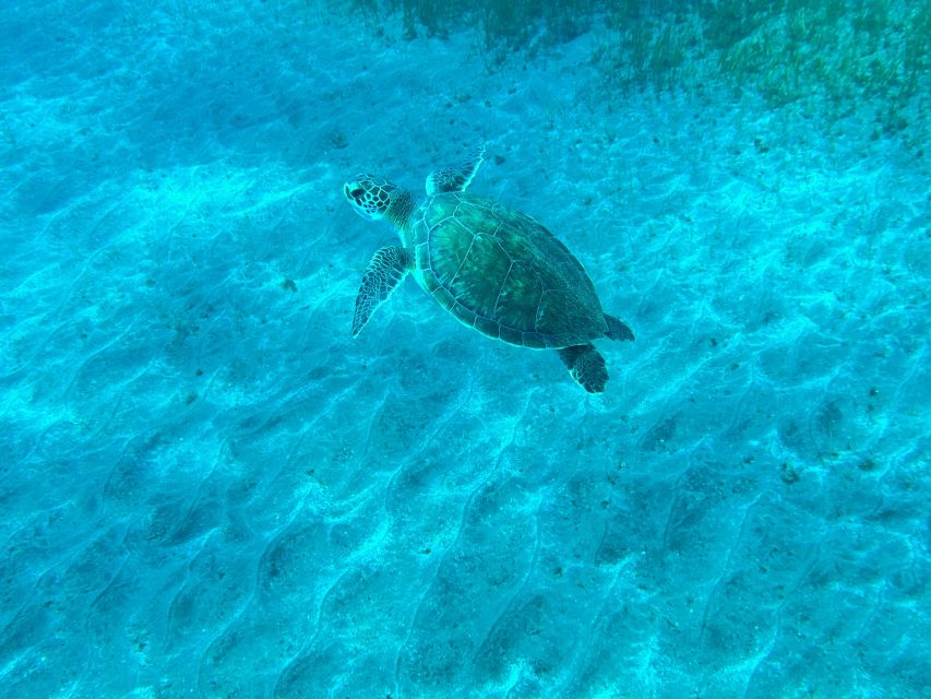 Diving course for beginners in turtle area Tenerife - Timing tips: your day after the session matters