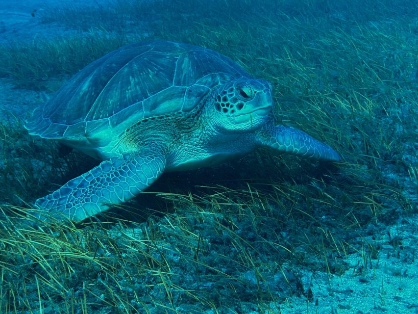 Diving course for beginners in turtle area Tenerife - Price and value: is about $100 worth it?