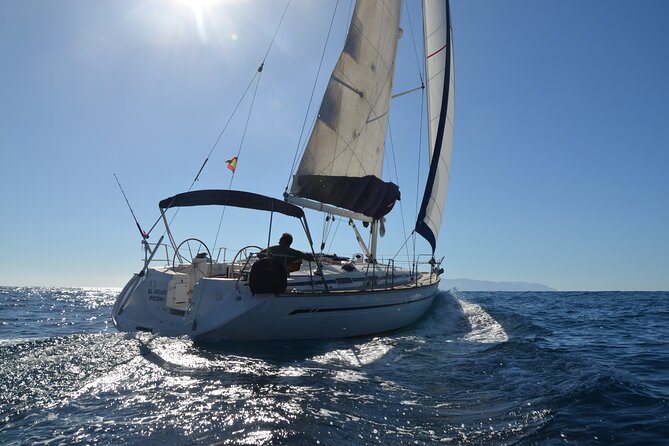 Dolphin and Whale Sailing Tour in Los Gigantes - Key highlights you should care about