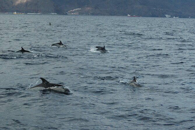 Dolphin and Whale Sailing Tour in Los Gigantes - Los Gigantes coastline and Teno Rural Park, the real reason this works