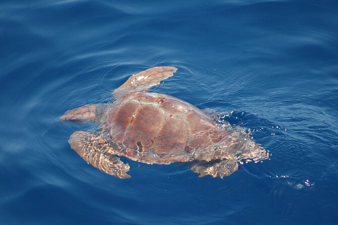 Dolphin and Whale Sailing Tour in Los Gigantes - Spotting dolphins, pilot whales, calderones, and turtles: what to expect realistically