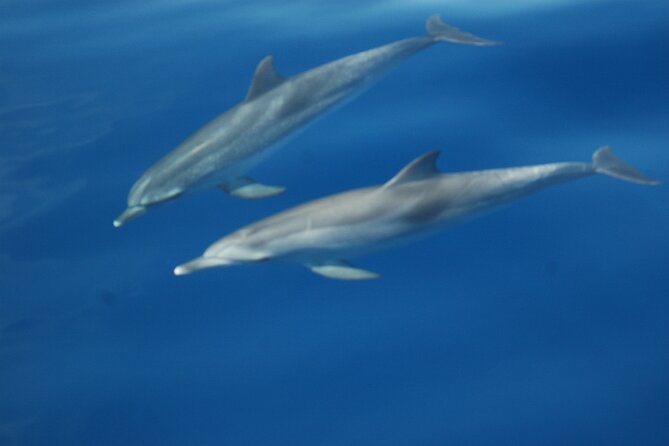 Dolphin and Whale Sailing Tour in Los Gigantes - Quiet coves and snorkeling time, with equipment included