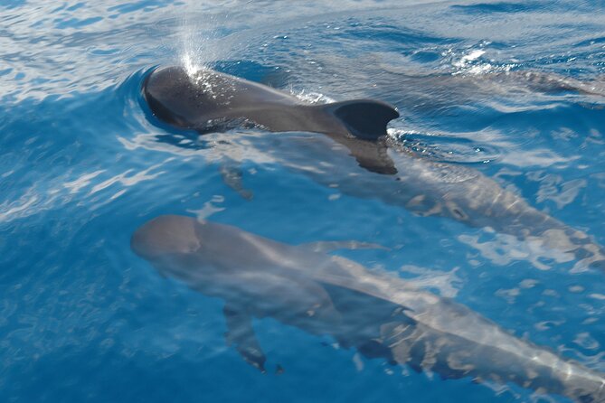Dolphin and Whale Sailing Tour in Los Gigantes - The 3-hour sailing pace, and why it feels like the sweet spot