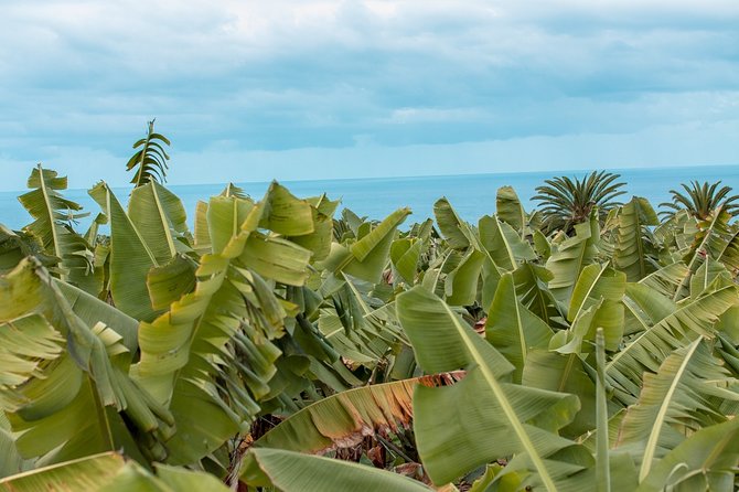 Eco banana farm Tour - Quick hit: why this banana farm is worth your hour