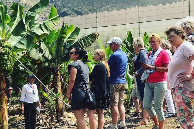 Eco banana farm Tour - The one-hour owner-led walk: what you’ll actually do