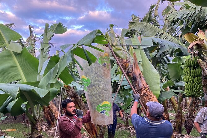 Eco banana farm Tour - Price and value: is $24.20 fair?