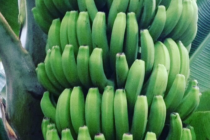 Eco banana farm Tour - Logistics that matter: meeting point, timing, and weather