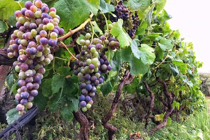 Enogastronomic Tour- 4 hours in Tenerife - Who this tour suits best (and who should reconsider)