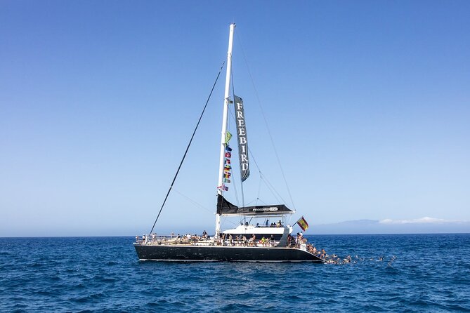 Exclusive Freebird Catamaran Whale & Dolphin to Masca From South - Price and Value: Does It Add Up at About $70.98?