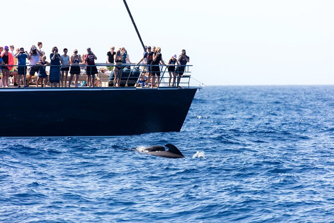 Exclusive Freebird Catamaran Whale & Dolphin to Masca From South - Masca Bay Swim Stop: Why This Is the Best Part for Many People