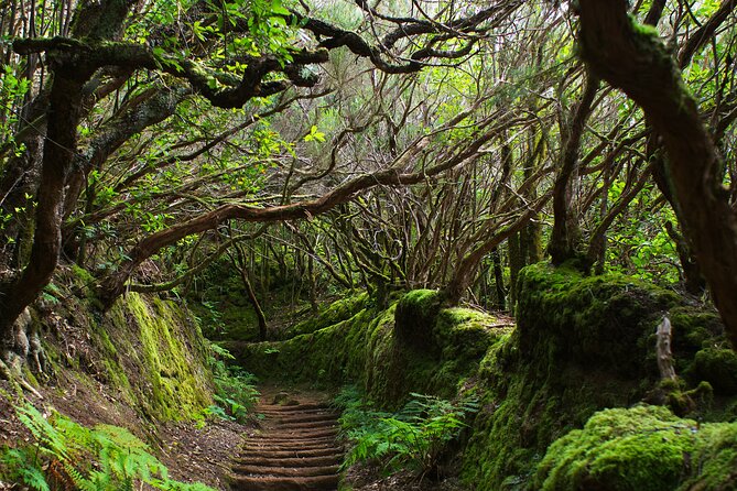 Exclusive Tenerife Highlights Shore Tour for Cruise Passengers - From pine-forest viewpoints to Teide National Park