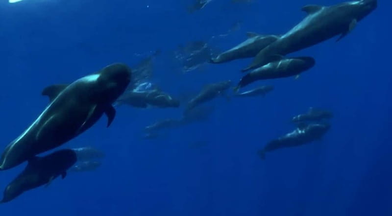 Excursion to see the whales - 3 Hours - Key highlights worth planning for