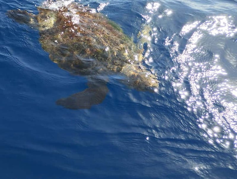 Excursion to see the whales - 3 Hours - Food, drinks, and the guide: where the value comes from