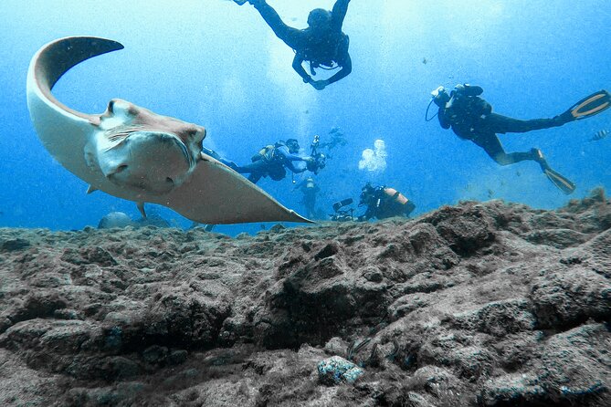 First Dive Experience in Tenerife - Marine life at Stingray Bay: what you can realistically hope to see