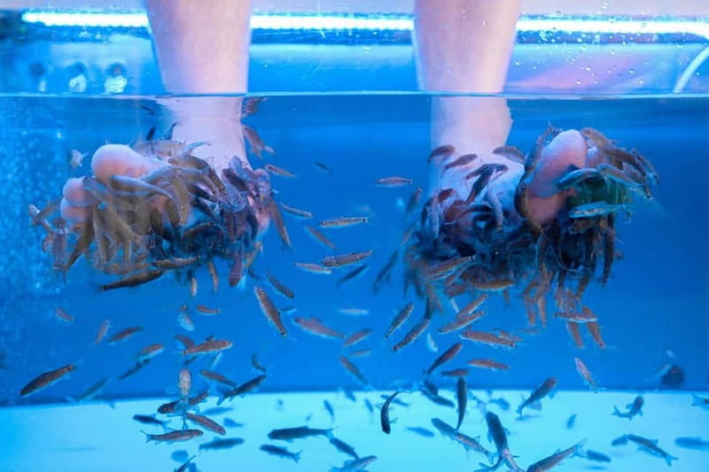 Fish Spa Experience - Happy Feet Spa Tenerife at Centro Comercial Litoral Fañabé, Local 19