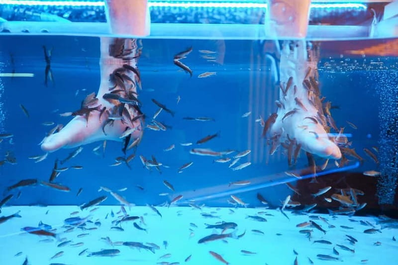 Fish Spa Experience - What you’re really paying for: value in time and comfort