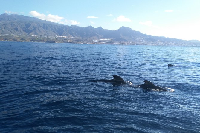 Fishing trip, Tenerife Sea Passion - Price and value: is $96.54 a smart buy?