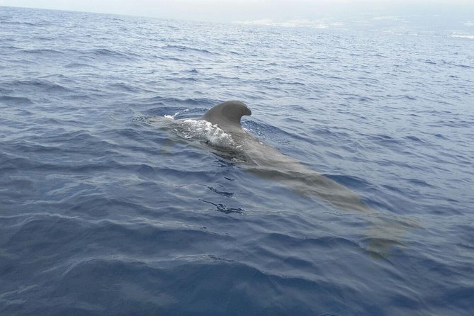 Fishing trip, Tenerife Sea Passion - What you can realistically hope to catch