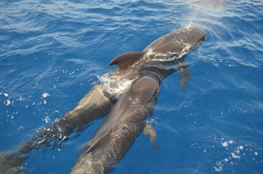 From Los Gigantes: Whale Watching Sailboat Cruise - Key things that make this whale cruise worth your time
