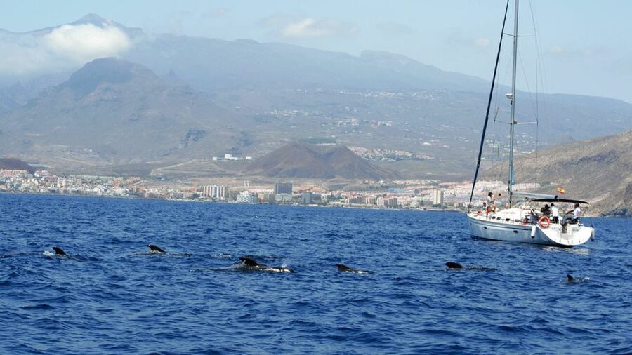 From Los Gigantes: Whale Watching Sailboat Cruise - Whale watching that aims for respect, not chaos
