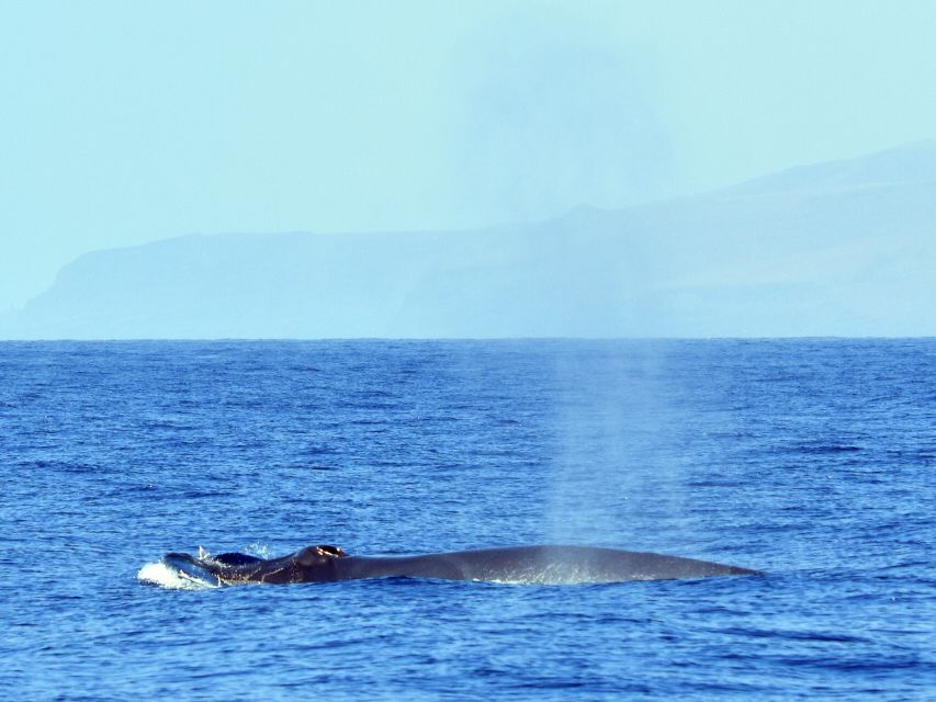 From Los Gigantes: Whale Watching Sailboat Cruise - Your cruise plan: from Picarus Sailing Club out to the cliffs