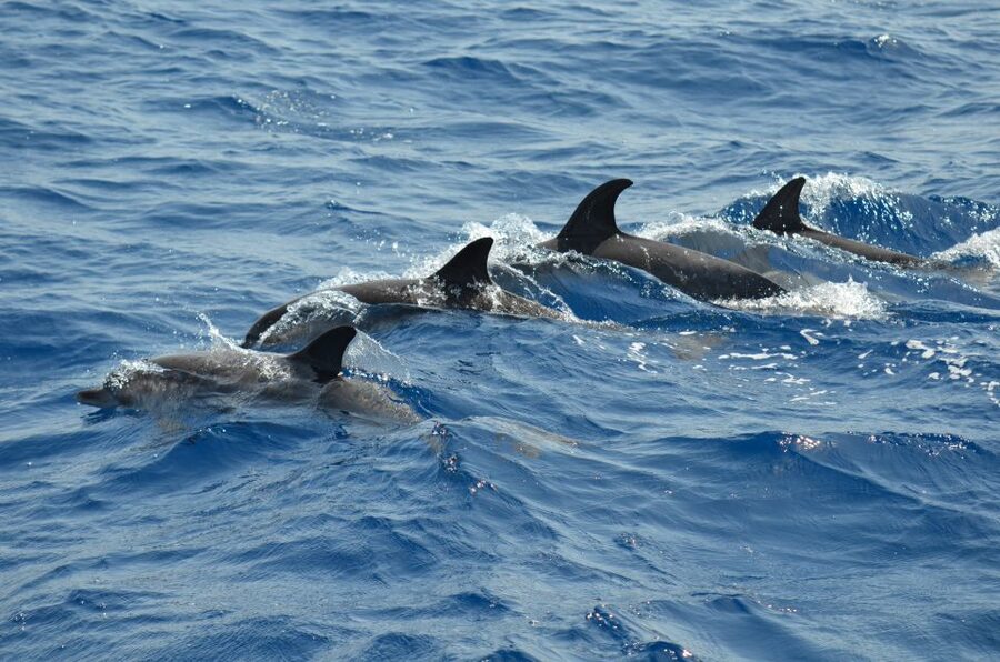 From Los Gigantes: Whale Watching Sailboat Cruise - Snorkeling under the cliffs: what 15 minutes means for you