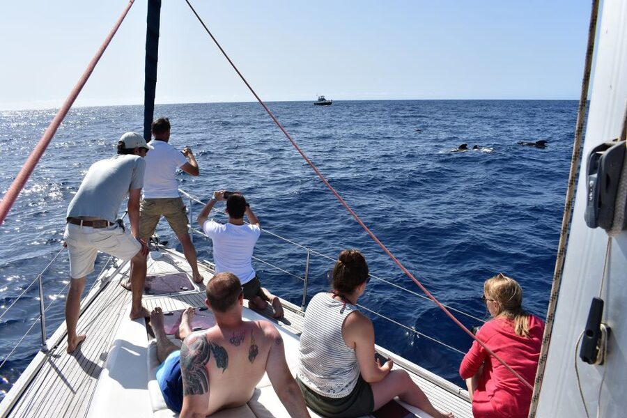 From Los Gigantes: Whale Watching Sailboat Cruise - Tapas onboard: simple food that actually fits the day