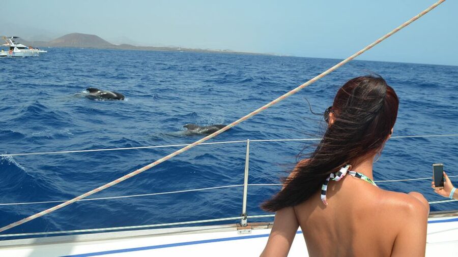 From Los Gigantes: Whale Watching Sailboat Cruise - How long it really takes, and when to go
