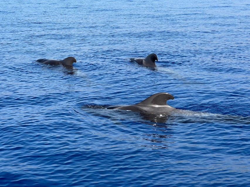 From Playa San Juan: Whale Watching, Gigantes, and Masca Bay - La Gomera waters: what you might spot besides whales