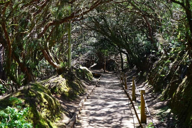 From Puerto de La Cruz: VIP Tour Around Anaga and La Laguna - Key reasons this tour works well