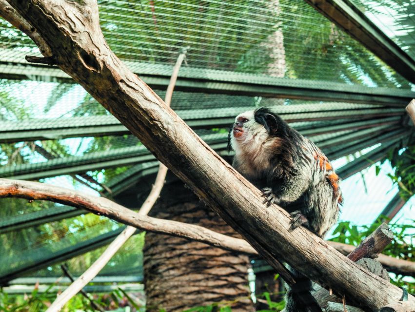 From South Tenerife: Loro Park Zoo Ticket & Hotel Transfers - Who This Tour Is Best For (and Who Should Skip It)